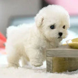 White (Out of stock)